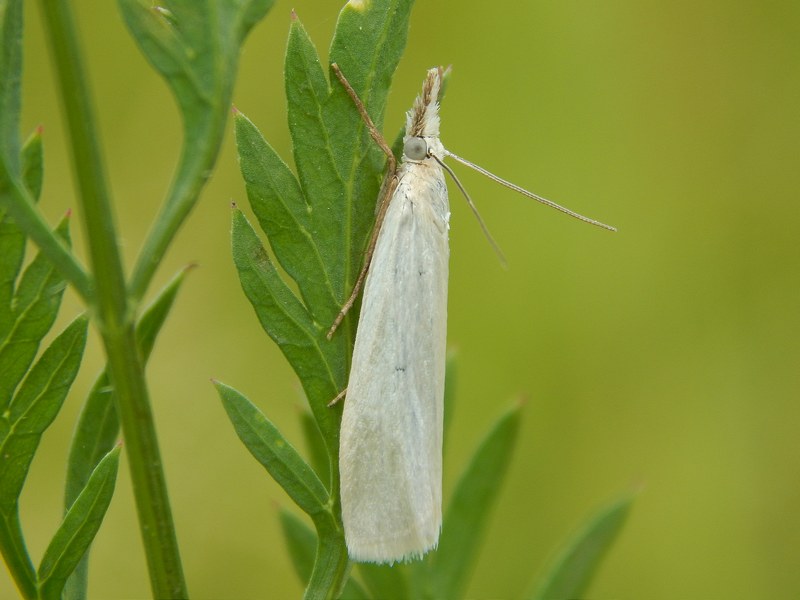 Aiuto ID Crambidae bianco